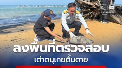 กรมทะเล เร่งลงพื้นที่ตรวจสอบเต่าตนุเกยตื้นตาย บริเวณชายหาดนางทอง อ.ตะกั่วป่า จ.พังงา