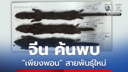 ทีมสำรวจจีน ค้นพบ “เพียงพอน” สายพันธุ์ใหม่ ในมณฑลเสฉวน ตั้งชื่อว่า “เพียงพอนม็อปบี”