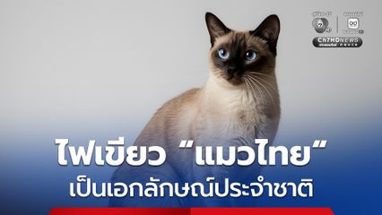 ครม. ไฟเขียว แมวไทย เป็นเอกลักษณ์ประจำชาติ ประเภทสัตว์เลี้ยง