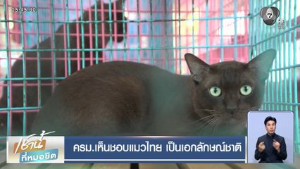 ครม.เห็นชอบแมวไทย เป็นเอกลักษณ์ชาติ