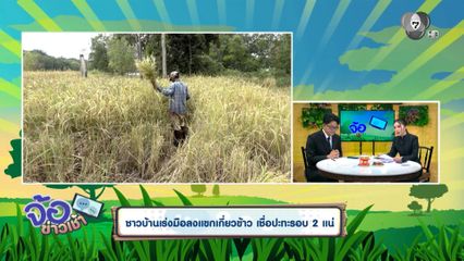 ชาวบ้านเร่งมือลงแขกเกี่ยวข้าว เชื่อปะทะรอบ 2 แน่
