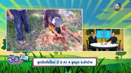 ลูกวัวเกิดใหม่ มี 3 ตา 4 รูจมูก จ.ลำปาง