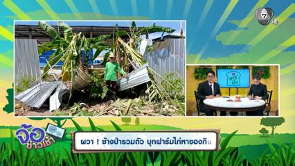 ผวา ช้างป่ารวมตัว บุกฟาร์มไก่หาของกิน