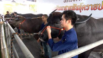 ผู้แทนพระองค์ มอบถ้วยรางวัลพระราชทาน แก่ผู้ชนะเลิศการประกวดควายสวยงาม จังหวัดอุดรธานี ประจำปี 2568