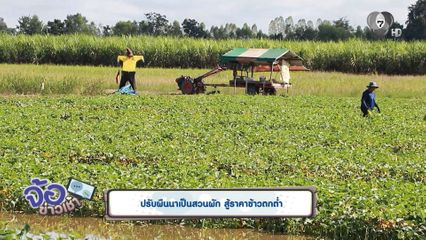 ปรับผืนนาเป็นสวนผัก สู้ราคาข้าวตกต่ำ