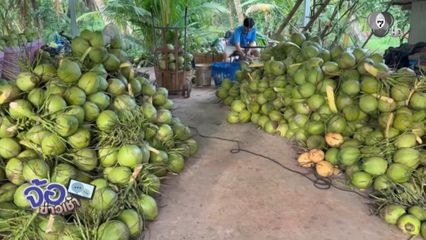 มะพร้าวน้ำหอม ราคาตก ลูกละ 2 บาท