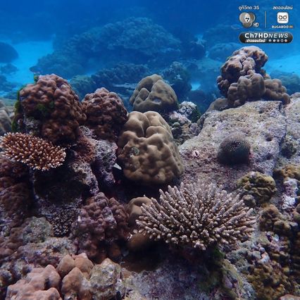 สำรวจแนวปะการัง ดูแลระบบนิเวศให้สมบูรณ์และยั่งยืน