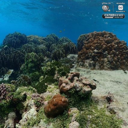 สำรวจแนวปะการัง ดูแลระบบนิเวศให้สมบูรณ์และยั่งยืน