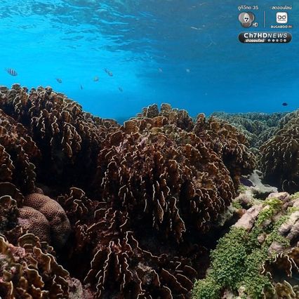 สำรวจแนวปะการัง ดูแลระบบนิเวศให้สมบูรณ์และยั่งยืน