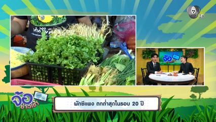 ผักชีแพง ตกต่ำสุดในรอบ 20 ปี