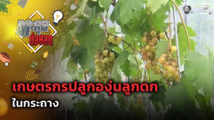 ตะลุยต่อยอด : เกษตรกรปลูกองุ่นลูกดกในกระถาง