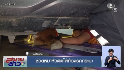 ช่วยหมาหัวติดใต้ท้องรถกระบะ