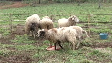 สารคดีเฉลิมพระเกียรติฯ ฟาร์มตัวอย่าง สร้างอาชีพ ตอน 1