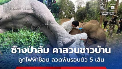 “ช้างป่า” แก่งกระจาน ล้มคาสวนชาวบ้าน สันนิษฐานถูกไฟฟ้าช็อต หลังพบลวดขึงรั้วพันรอบตัวถึง 5 เส้น