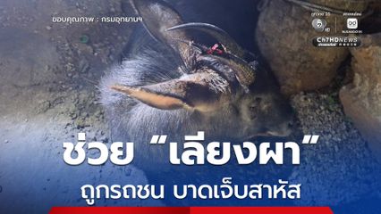ช่วย “เลียงผา” ถูกรถชนกลางดึก บาดเจ็บสาหัส ก่อนส่งต่อไปรักษาที่โรงพยาบาลสัตว์ปากช่อง