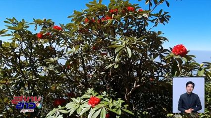 กุหลาบพันปี ผลิบานรับลมหนาว จ.เชียงใหม่