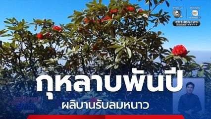 กุหลาบพันปี ผลิบานรับลมหนาว จ.เชียงใหม่