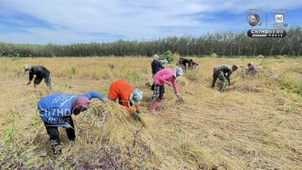 รถเกี่ยวไม่กล้า ทหารภาคที่ 2 อาสาช่วยชาวบ้านเกี่ยวข้าว ใกล้กับปราสาทตาควายเพียง 2 กม.  