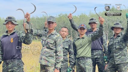 รถเกี่ยวไม่กล้า ทหารภาคที่ 2 อาสาช่วยชาวบ้านเกี่ยวข้าว ใกล้กับปราสาทตาควายเพียง 2 กม.  