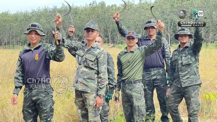 รถเกี่ยวไม่กล้า ทหารภาคที่ 2 อาสาช่วยชาวบ้านเกี่ยวข้าว ใกล้กับปราสาทตาควายเพียง 2 กม.  