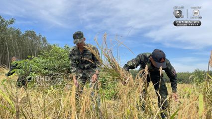 รถเกี่ยวไม่กล้า ทหารภาคที่ 2 อาสาช่วยชาวบ้านเกี่ยวข้าว ใกล้กับปราสาทตาควายเพียง 2 กม.  