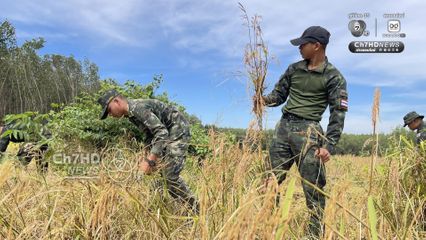 รถเกี่ยวไม่กล้า ทหารภาคที่ 2 อาสาช่วยชาวบ้านเกี่ยวข้าว ใกล้กับปราสาทตาควายเพียง 2 กม.  