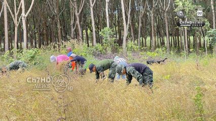 รถเกี่ยวไม่กล้า ทหารภาคที่ 2 อาสาช่วยชาวบ้านเกี่ยวข้าว ใกล้กับปราสาทตาควายเพียง 2 กม.  