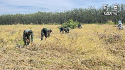 รถเกี่ยวไม่กล้า ทหารภาคที่ 2 อาสาช่วยชาวบ้านเกี่ยวข้าว ใกล้กับปราสาทตาควายเพียง 2 กม.  