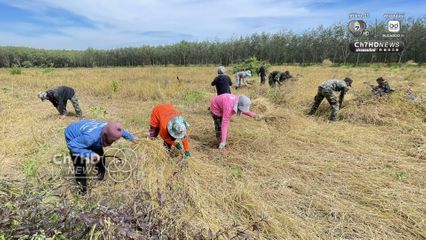 รถเกี่ยวไม่กล้า ทหารภาคที่ 2 อาสาช่วยชาวบ้านเกี่ยวข้าว ใกล้กับปราสาทตาควายเพียง 2 กม.  