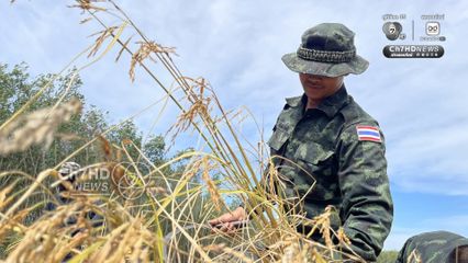 รถเกี่ยวไม่กล้า ทหารภาคที่ 2 อาสาช่วยชาวบ้านเกี่ยวข้าว ใกล้กับปราสาทตาควายเพียง 2 กม.  