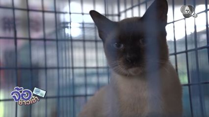 ครม.เห็นชอบแมวไทย เป็นเอกลักษณ์ชาติ