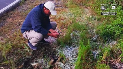 เหมยขาบมาแล้ว กิ่วแม่ปานหนาวสะท้าน 4 องศา