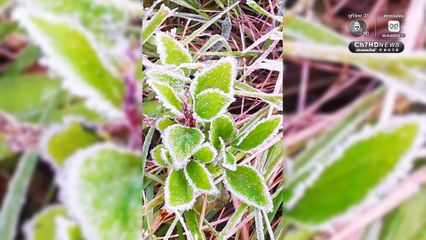 เหมยขาบมาแล้ว กิ่วแม่ปานหนาวสะท้าน 4 องศา