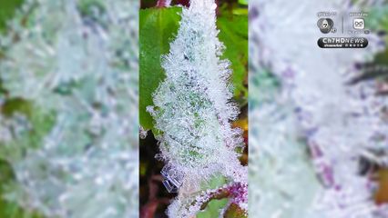 เหมยขาบมาแล้ว กิ่วแม่ปานหนาวสะท้าน 4 องศา