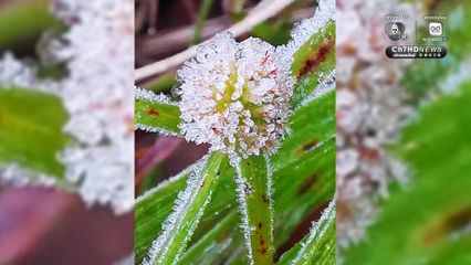 เหมยขาบมาแล้ว กิ่วแม่ปานหนาวสะท้าน 4 องศา