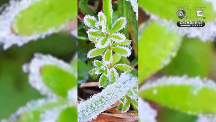 เหมยขาบมาแล้ว กิ่วแม่ปานหนาวสะท้าน 4 องศา