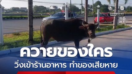 เจ้าของร้านอาหาร ตกใจ รีบแจ้งตำรวจ หลังควายเพศผู้เข้าไปในร้าน ทำให้ข้าวของภายในร้านเสียหาย