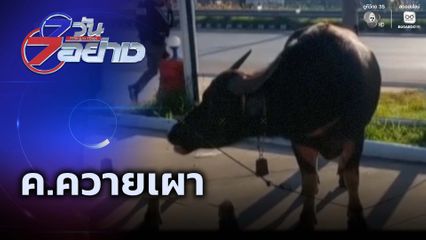 7 วัน 7 อย่าง : ค.ควายเผา