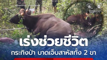 อช.ปางสีดา เร่งช่วยชีวิตกระทิงป่าถูกปืนผูก บาดเจ็บสาหัสทั้ง 2 ขา พบอาวุธนอกเขตอุทยาน เดินหน้าขยายผลหาผู้กระทำผิด