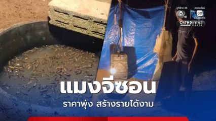 แมงจีซอน ราคาพุ่ง ชาวบ้านใช้เครื่องเสียงล่อจับ สร้างรายได้งาม