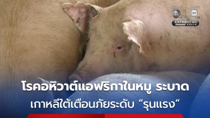 “โรคอหิวาต์แอฟริกาในสุกร” แพร่ระบาดในเกาหลีใต้ ทางการเตือนภัยระดับรุนแรง