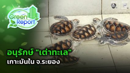 Green Report : อนุรักษ์ "เต่าทะเล" เกาะมันใน จ.ระยอง