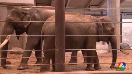 ช้างเอเชียในสวนสัตว์สมิธโซเนียน ท้องครั้งแรกในรอบ 25 ปี