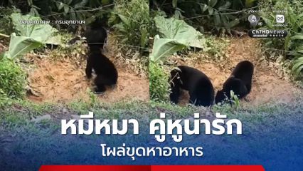 หมีหมา คู่หูน่ารัก โผล่ขุดหาอาหารในอุทยานแห่งชาติแก่งกระจาน