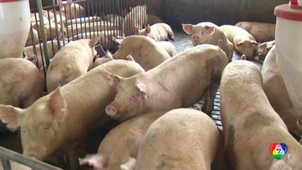 โรคอหิวาต์แอฟริกาในสุกร ระบาดหนัก ในเกาหลีใต้
