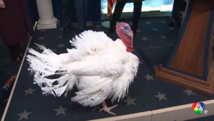 ทรัมป์ ไถ่ชีวิตไก่งวง ในโอกาสวันขอบคุณพระเจ้า