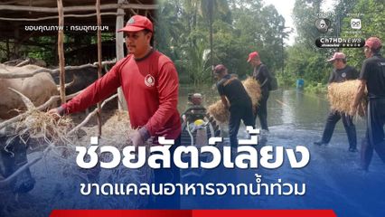 กรมอุทยานฯ ส่ง​ จนท.สถานีควบคุมไฟป่าทะเลน้อย ​ช่วยสัตว์เลี้ยงขาดแคลนอาหารจากภัยน้ำท่วม​