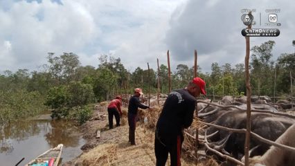 กรมอุทยานฯ ส่ง​ จนท.สถานีควบคุมไฟป่าทะเลน้อย ​ช่วยสัตว์เลี้ยงขาดแคลนอาหารจากภัยน้ำท่วม​