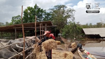 กรมอุทยานฯ ส่ง​ จนท.สถานีควบคุมไฟป่าทะเลน้อย ​ช่วยสัตว์เลี้ยงขาดแคลนอาหารจากภัยน้ำท่วม​