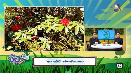 กุหลาบพันปี ผลิบานรับลมหนาว จ.เชียงใหม่